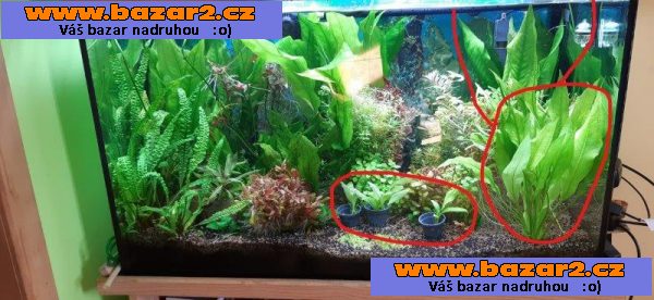 Akvarijní rostliny - Echinodorus amazonicus