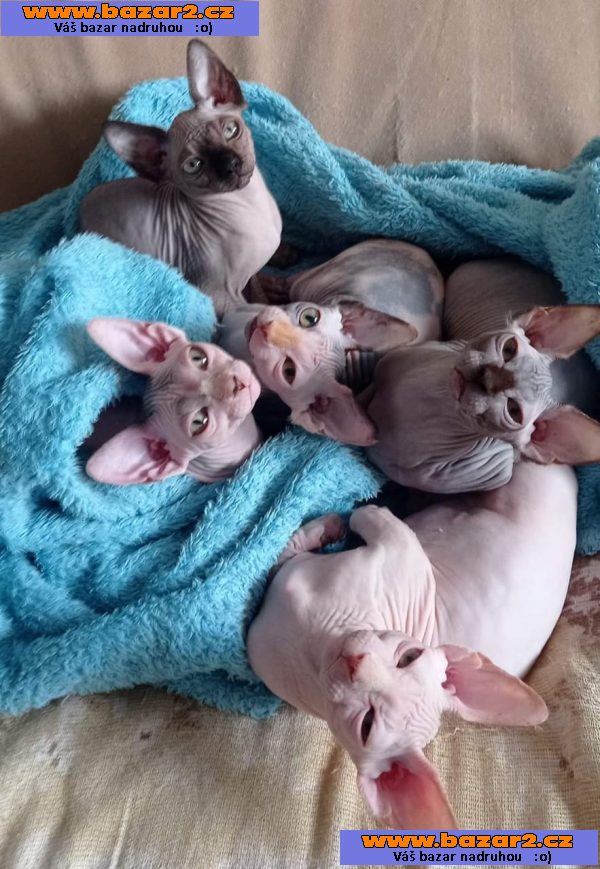 Sphynx jsou nyní k dispozici.
