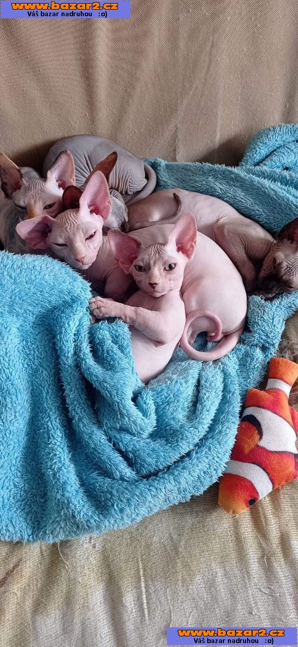Sphynx jsou nyní k dispozici.