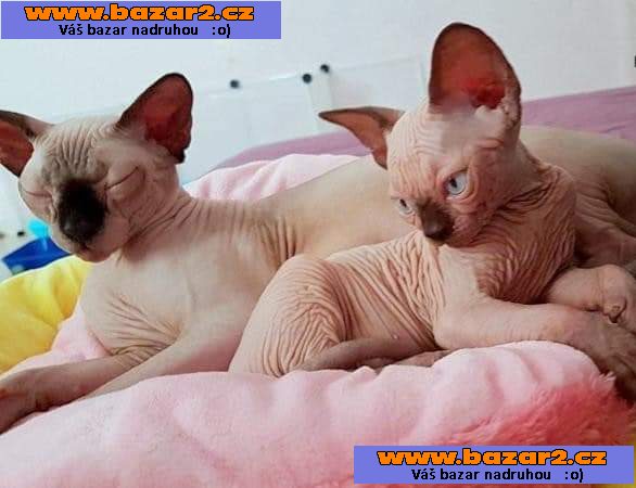 Sphynx koťátka