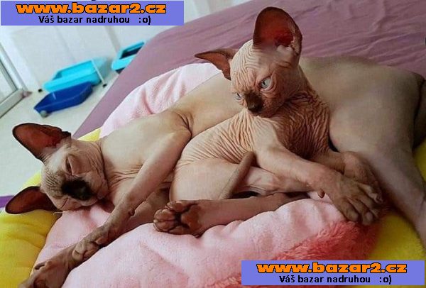 Sphynx koťátka