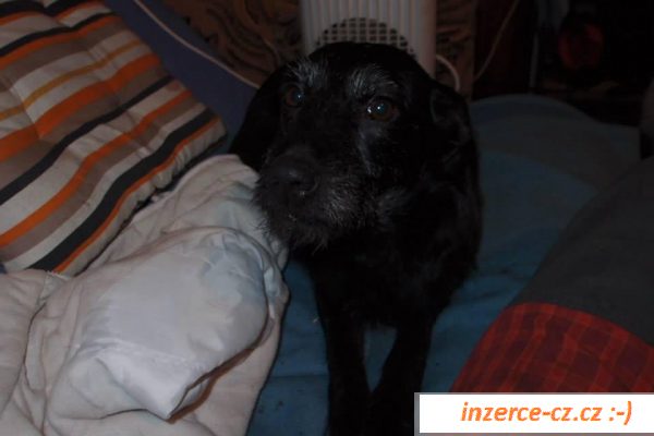 Nesmělá milá Brokynka k adopci