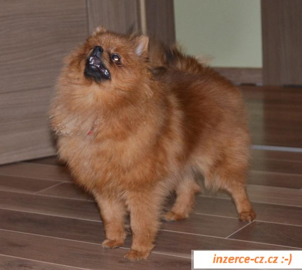 náhled