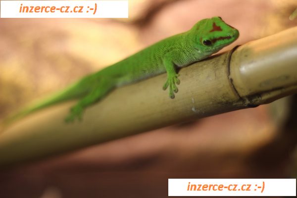 Terárium ExoTerra - 45x45x60 + Phelsuma