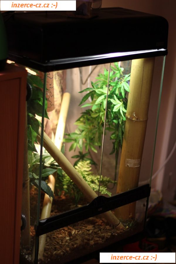 Terárium ExoTerra - 45x45x60 + Phelsuma