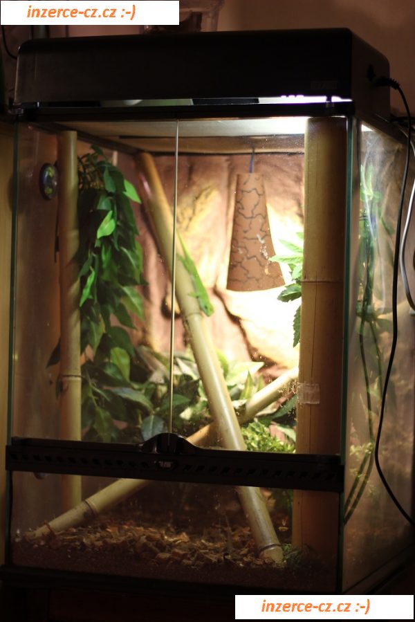 Terárium ExoTerra - 45x45x60 + Phelsuma