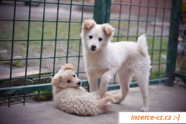 Arwen Samojed x hravá princezna