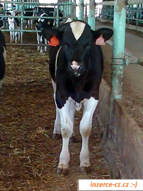 Plemenný býk Holstein