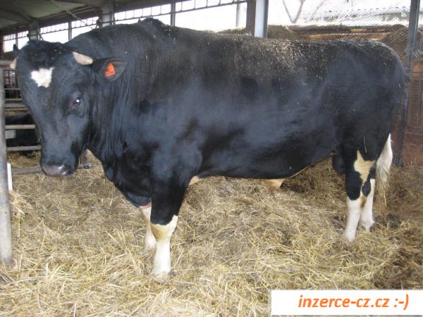 Plemenný býk Holstein