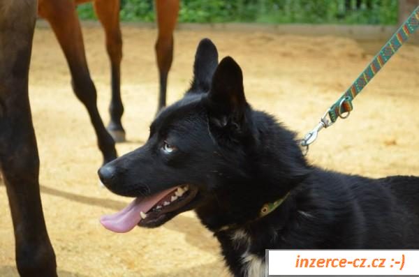 Husky Sibiřský husky super originál