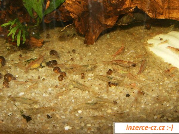 Krevetky Red Cherry (Neocaridina)
