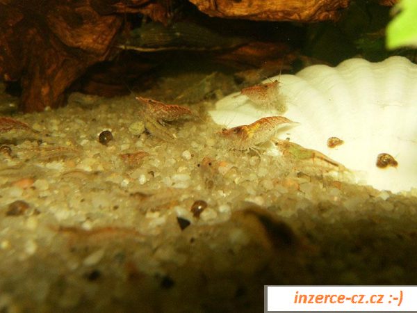 Krevetky Red Cherry (Neocaridina)