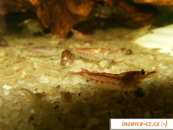 Krevetky Red Cherry (Neocaridina)