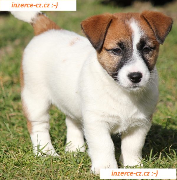 Jack Russell Terrier s PP