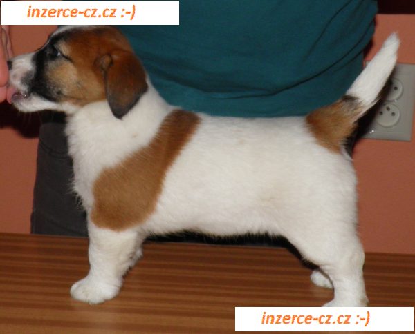 Jack Russell Terrier s PP