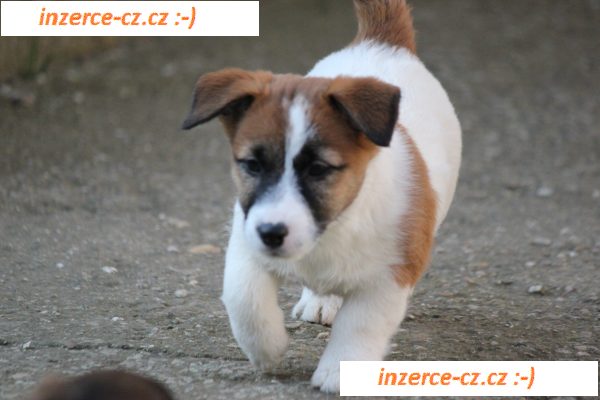 Jack Russell Terrier s PP