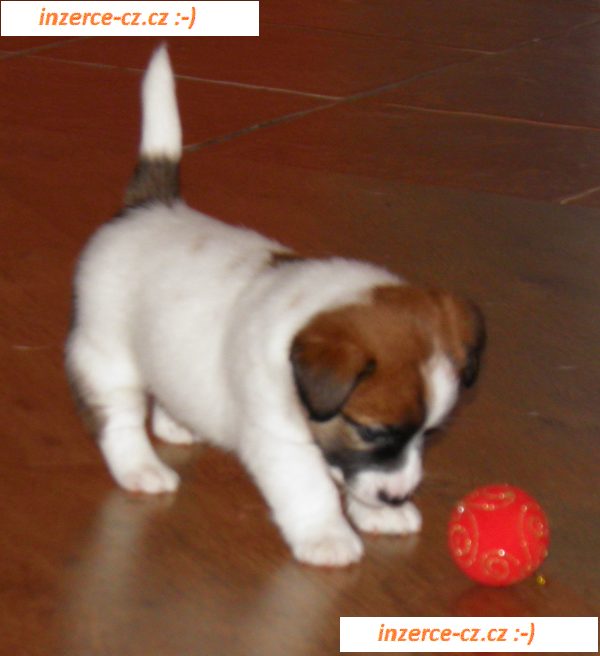 Jack Russell Terrier s PP