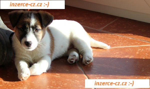 Jack Russell Terrier s PP