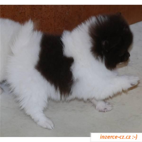 Pomeranian štěňata  