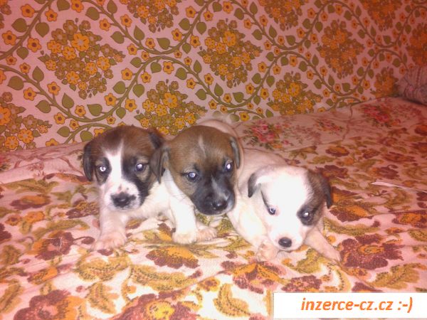 Jack russel teriér  