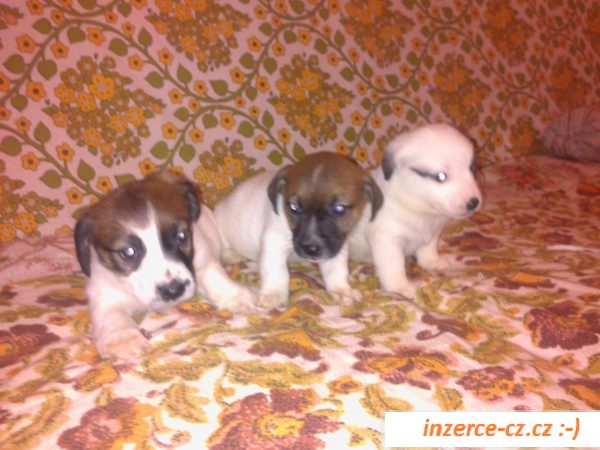 Jack russel teriér  