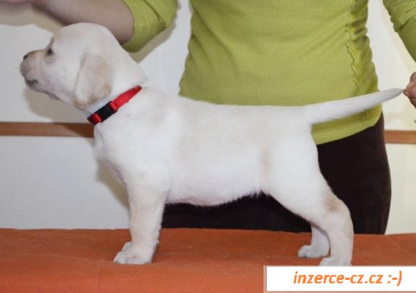 Labradorský retriever s PP 