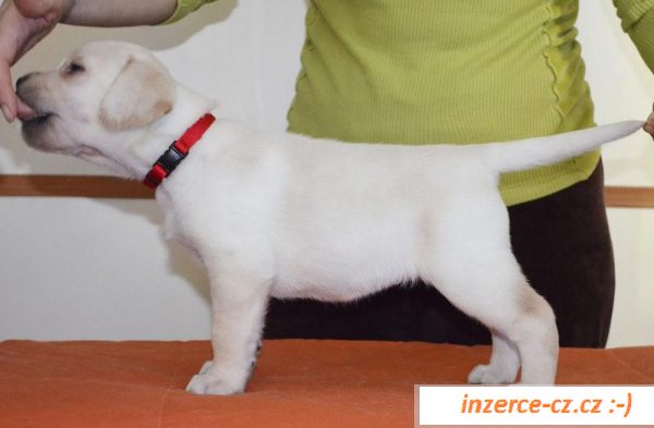 Labradorský retriever s PP 