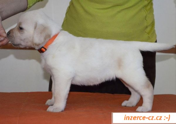 Labradorský retriever s PP 