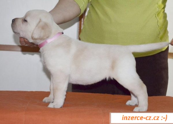 Labradorský retriever s PP 