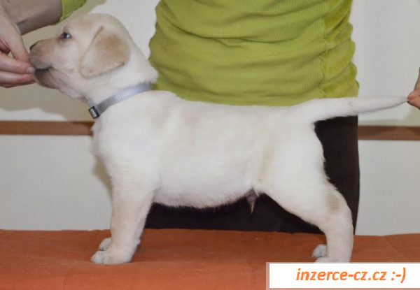 Labradorský retriever s PP 