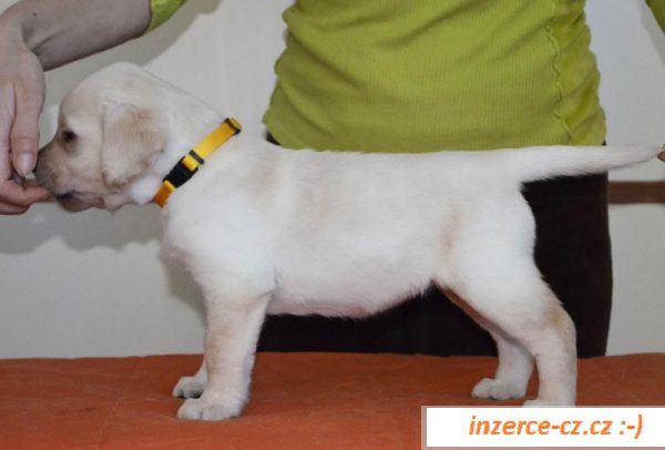 Labradorský retriever s PP 