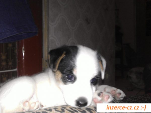 JRT Jack Russell terier 