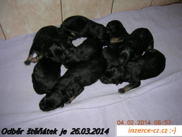 Německý ovčák . prodej štěňat