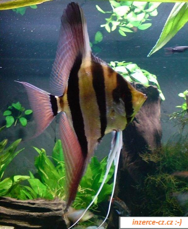 Akvarijní ryby