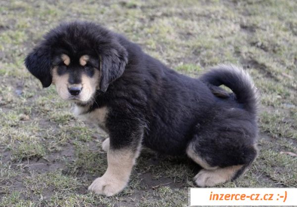 Tibetská doga - nabízíme štěňata