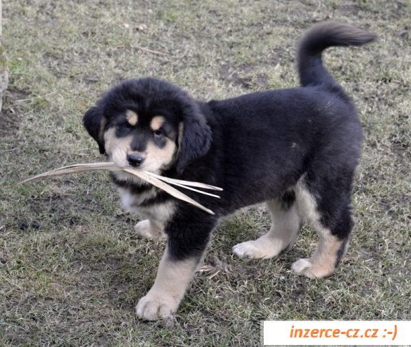 Tibetská doga - nabízíme štěňata