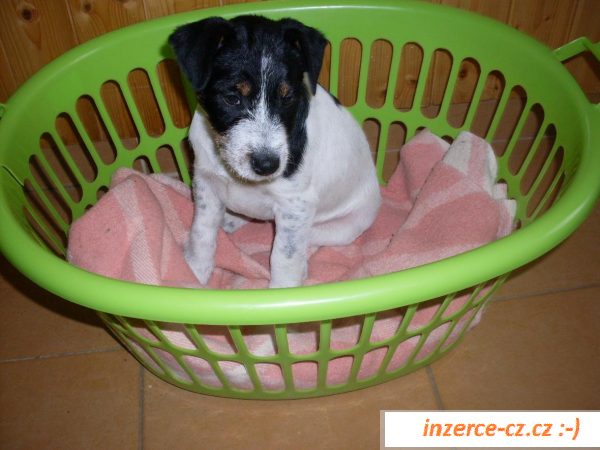 Jack russel teriér - štěňátka 