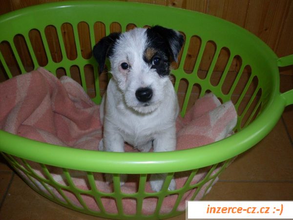 Jack russel teriér - štěňátka 