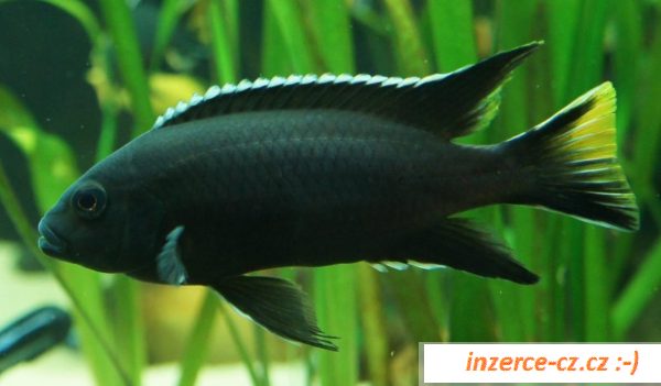 Cichlidy - Tlamovci - jezero Malawi