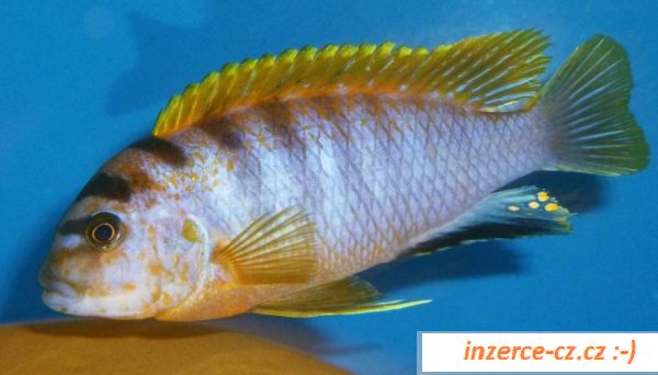 Cichlidy - Tlamovci - jezero Malawi