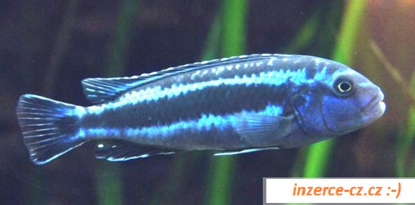 Cichlidy - Tlamovci - jezero Malawi