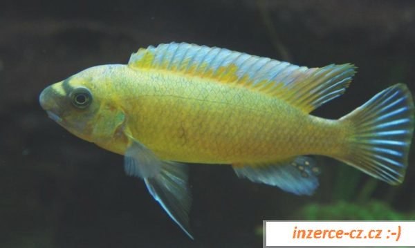 Cichlidy - Tlamovci - jezero Malawi