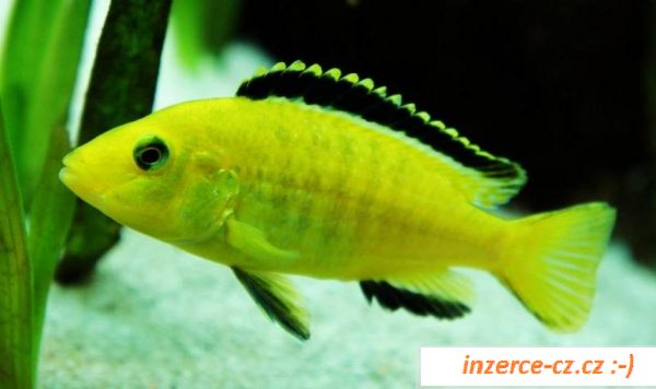 Cichlidy - Tlamovci - jezero Malawi