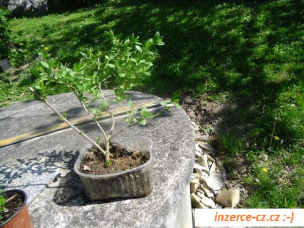 Sazenice okras.rostlin po 10,-/kus
