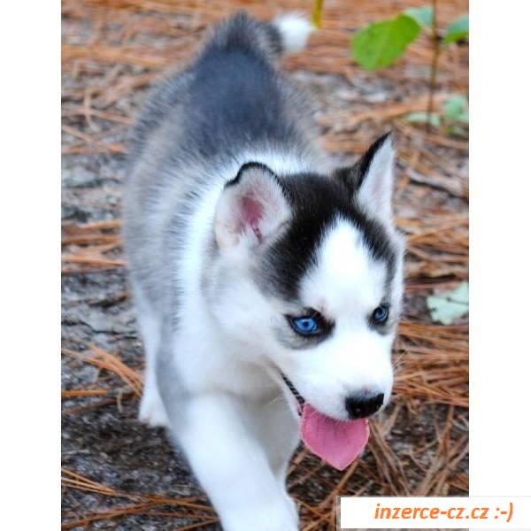   Sibiřský husky štěňata