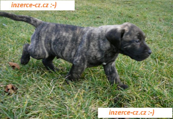 Kanárská doga - Perro de presa canario