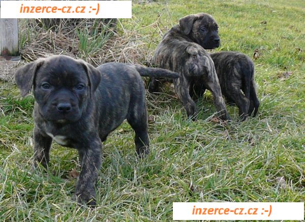 Kanárská doga - Perro de presa canario