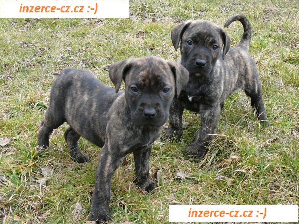 Kanárská doga - Perro de presa canario