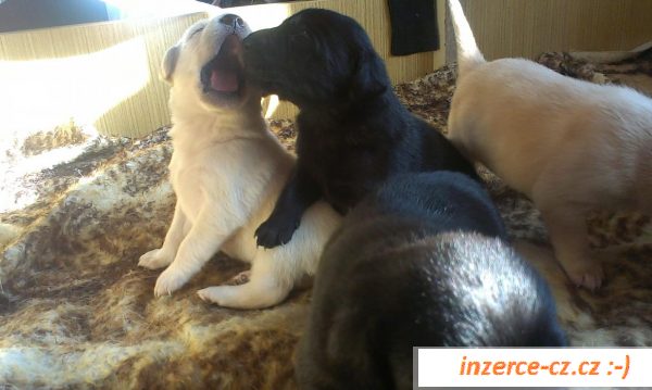 Nabízím štěňátka labradora