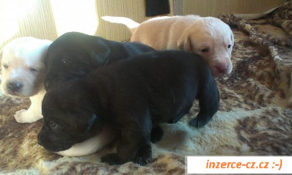 Nabízím štěňátka labradora